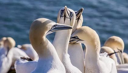 开云官网-穿越火线 线上赛事表现抢眼，穿越火线赛事视频在哪个平台观看