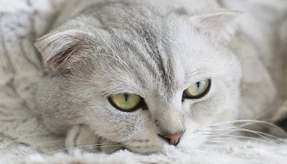 开云官网-穿越火线 线上赛事表现抢眼，穿越火线赛事视频在哪个平台观看